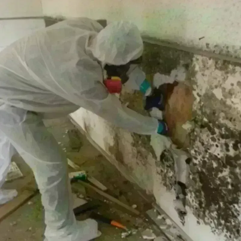 Mold Remediation and Removal in La Homa, TX